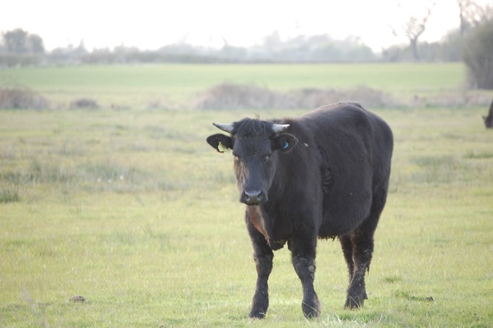 Cow 1
