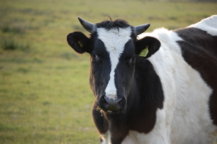 Cow 2