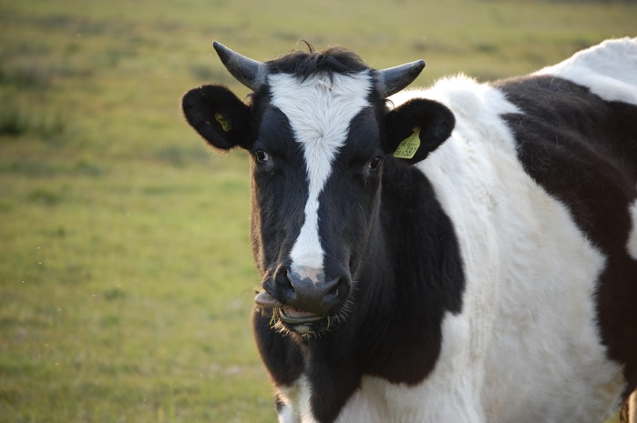 Cow 3
