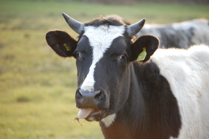 Cow 4