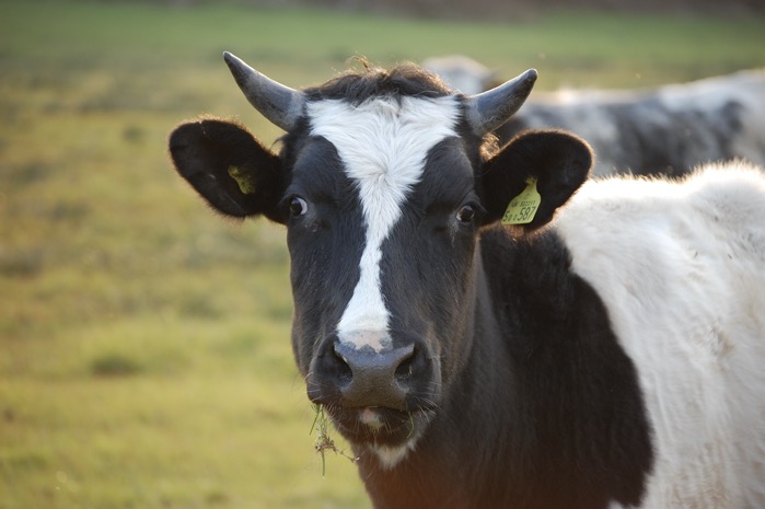Cow 5