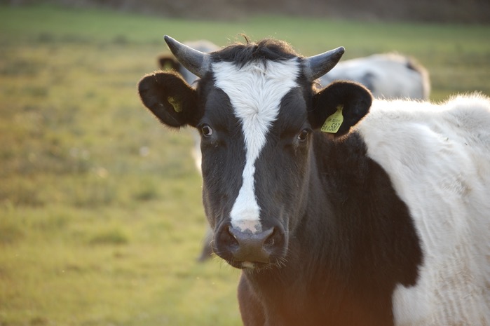 Cow 7