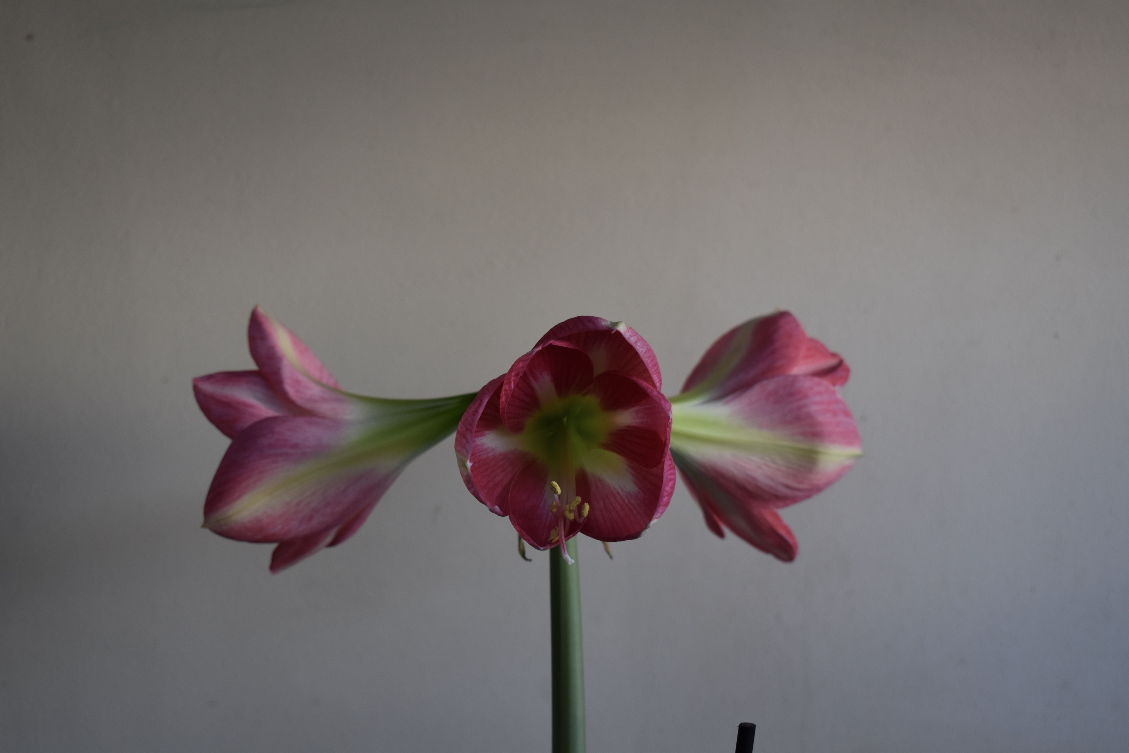 Image resize